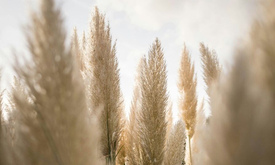 Mehrere cremefarbene Pampasgras-Wedel ragen in die Höhe vor hellem, leicht bewölktem Himmel.